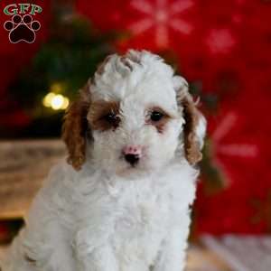 Tammy, Miniature Poodle Puppy